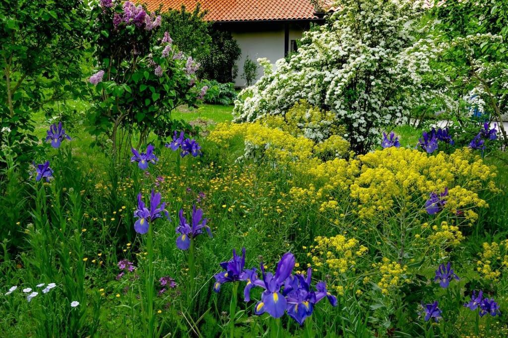 Gite Belsoulel Au Coeur Du Tarn Ambres Экстерьер фото